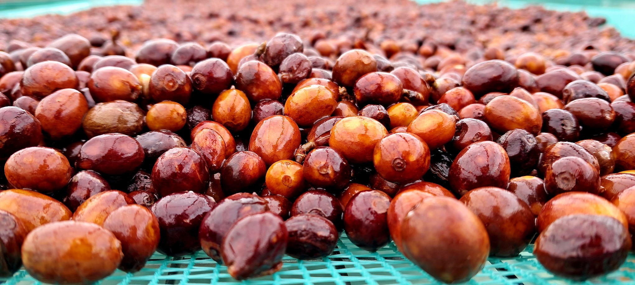 Anaerobic natural – What is anaerobic natural coffee processing?