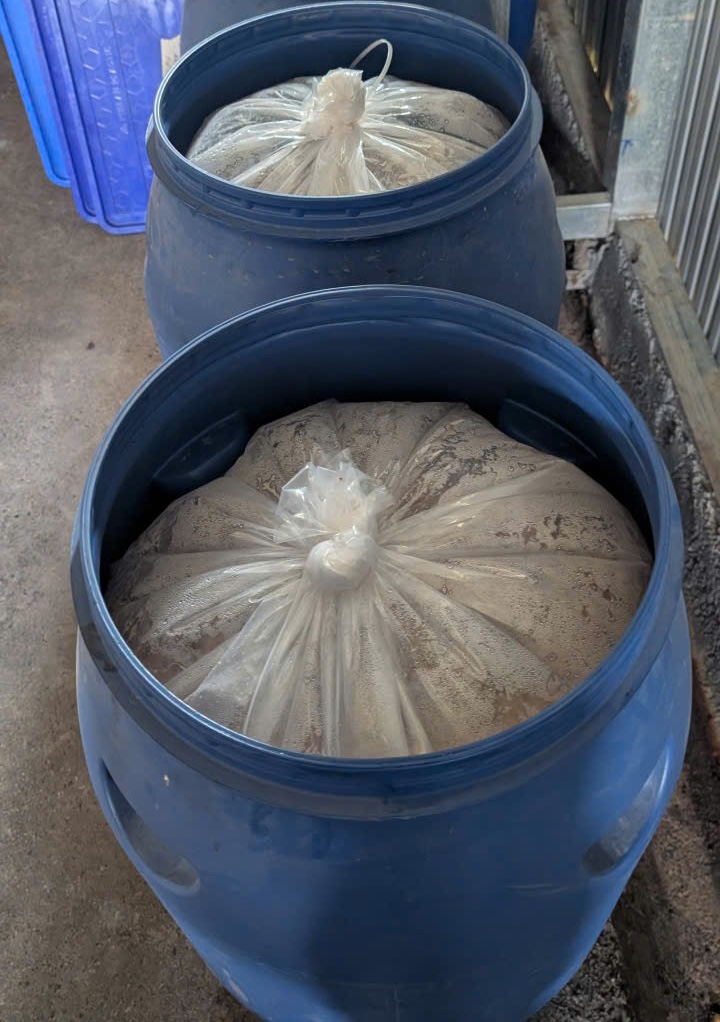 Carbonic washed – The process explained