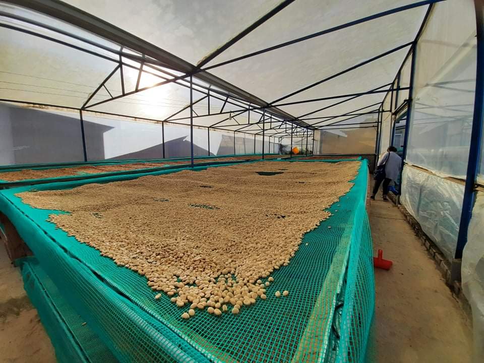 Carbonic washed – Why does this kind of fermentation change the cup?