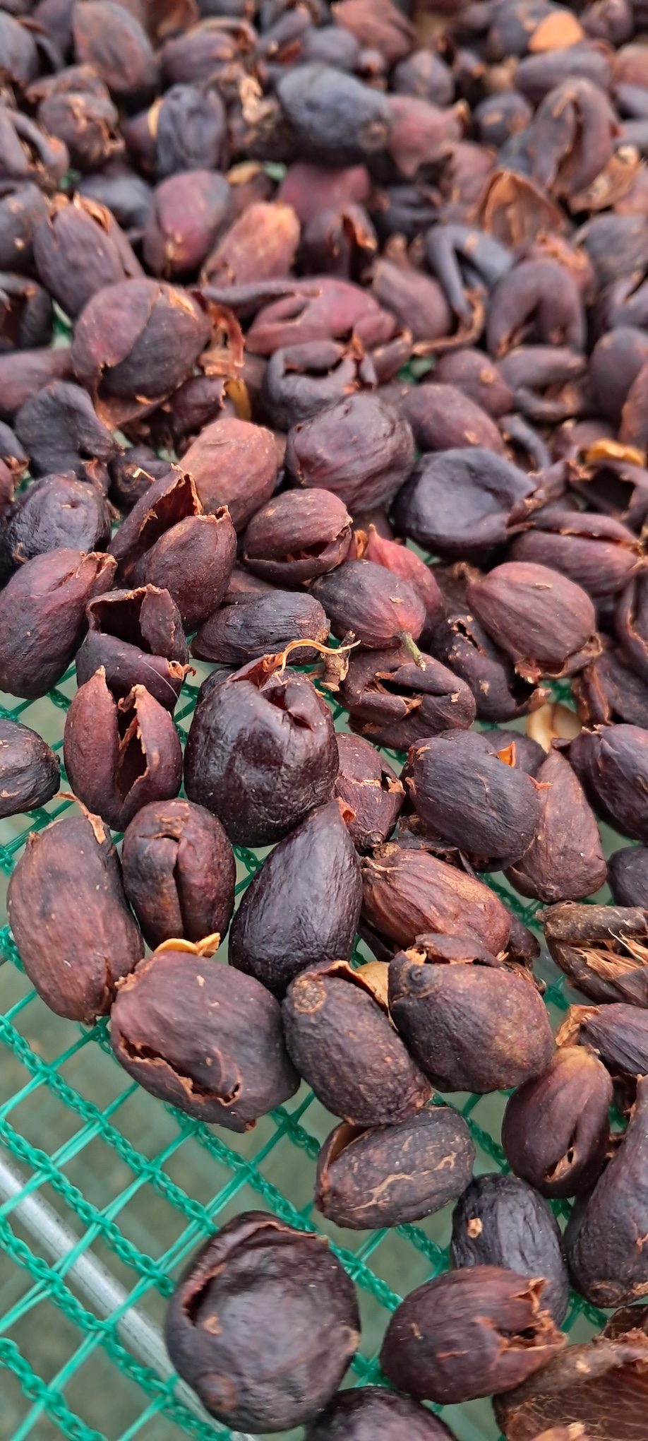 Cascara – Sustainability Benefits
