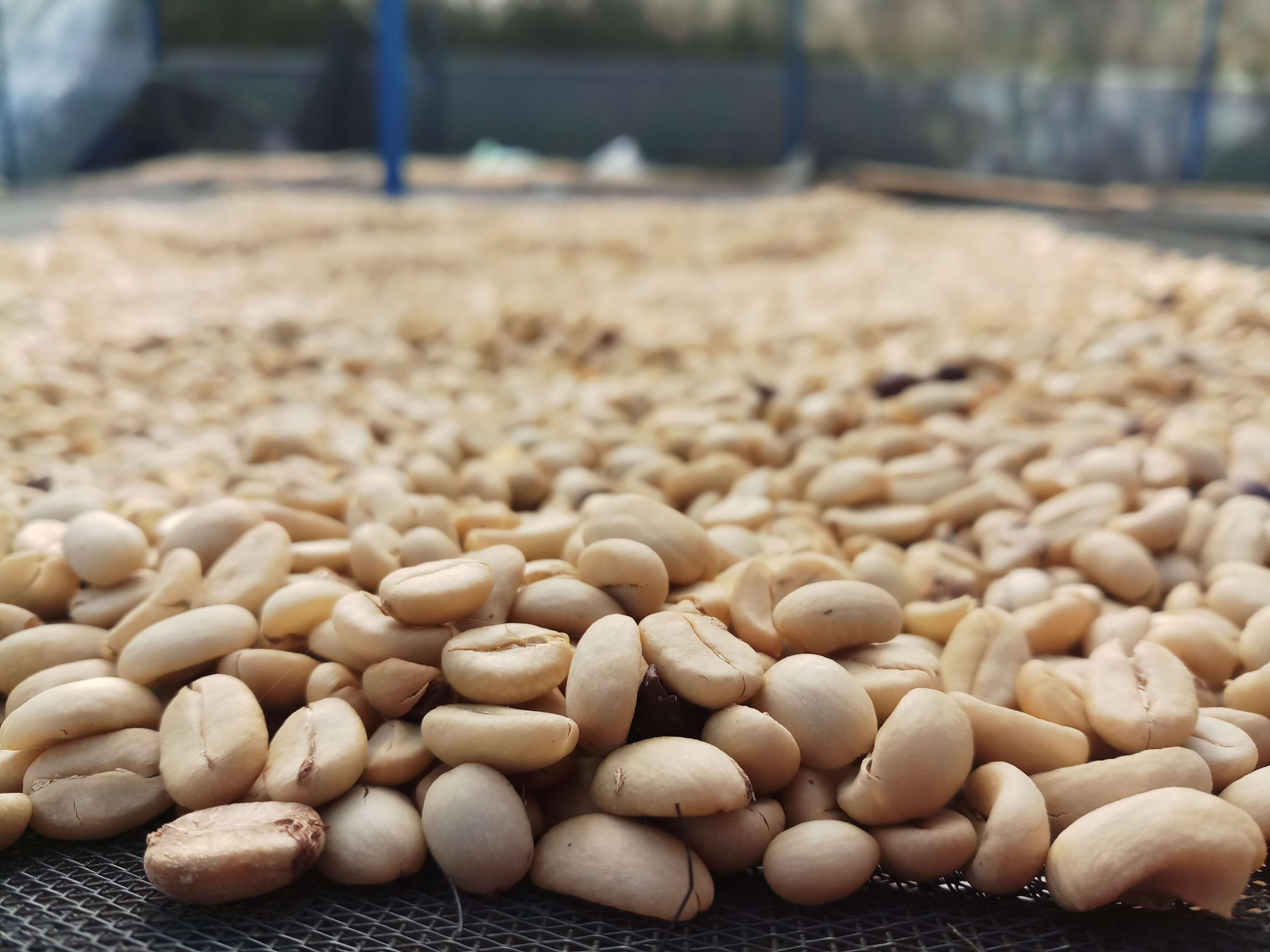 Double washed – Understanding Double Washed coffee processing