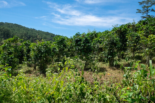 Farms
