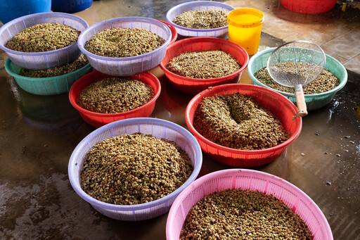 Fermentation