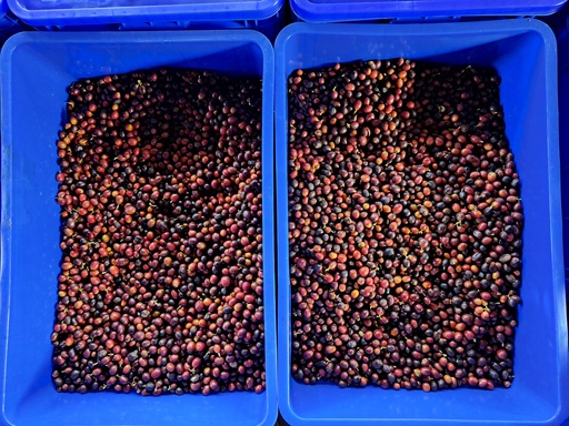 Fermentation