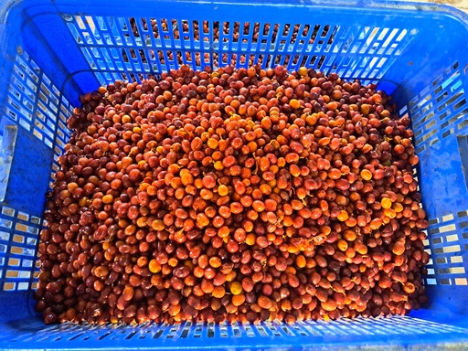 Fermentation