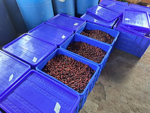 Fermentation