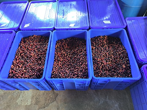 Fermentation