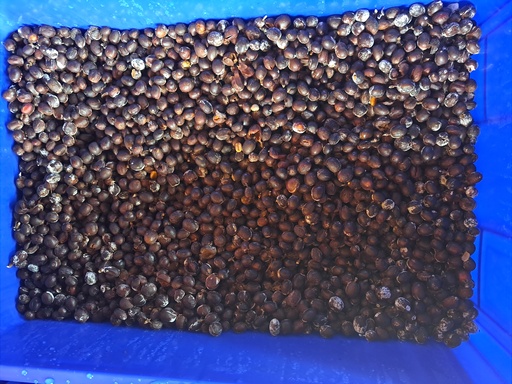 Fermentation