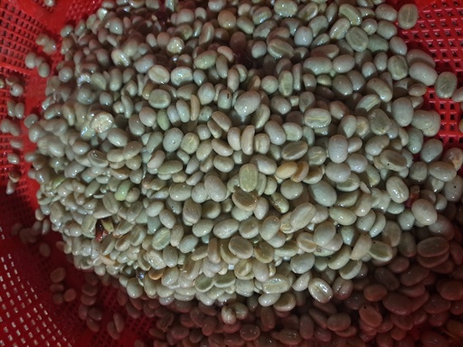 Fermentation