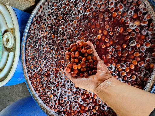 Fermentation