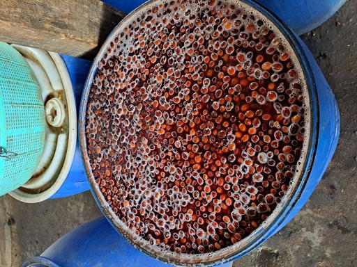 Fermentation