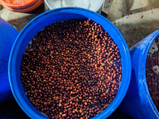 Fermentation