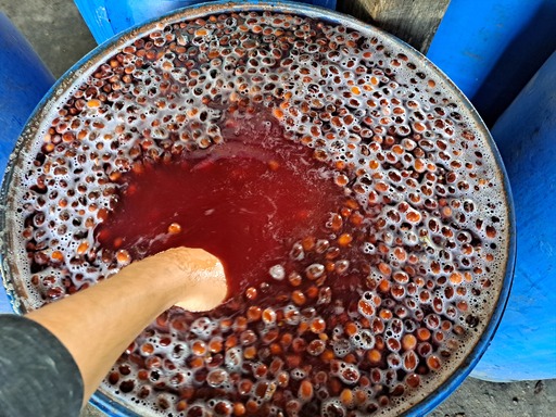 Fermentation