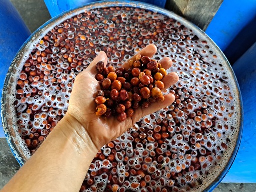 Fermentation