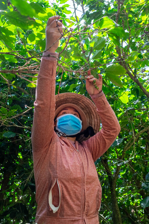Harvesting