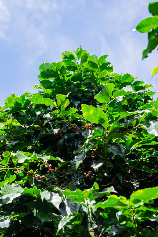 Harvesting
