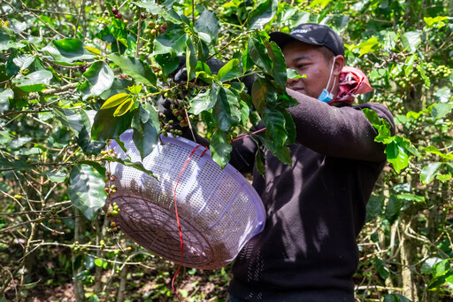 Harvesting