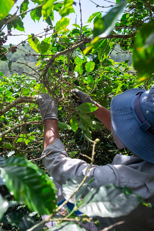 Harvesting
