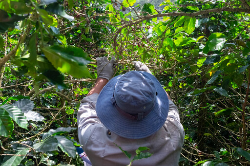 Harvesting