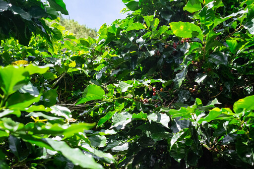 Harvesting