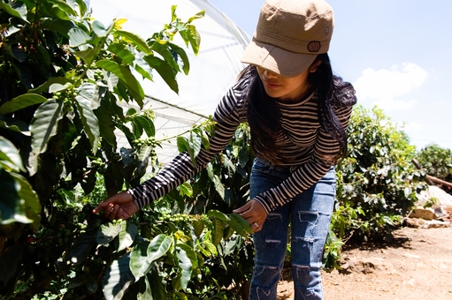 Harvesting