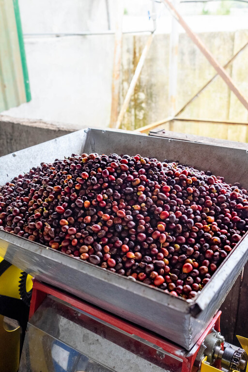 Pulping