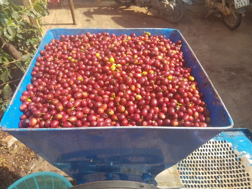 Pulping