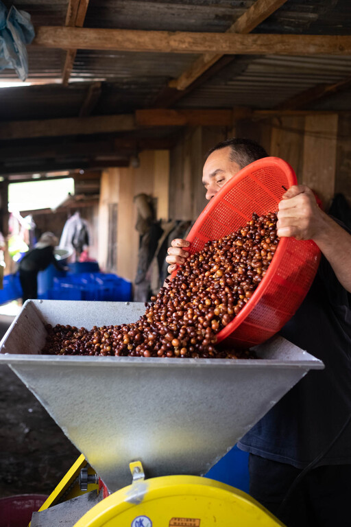 Pulping
