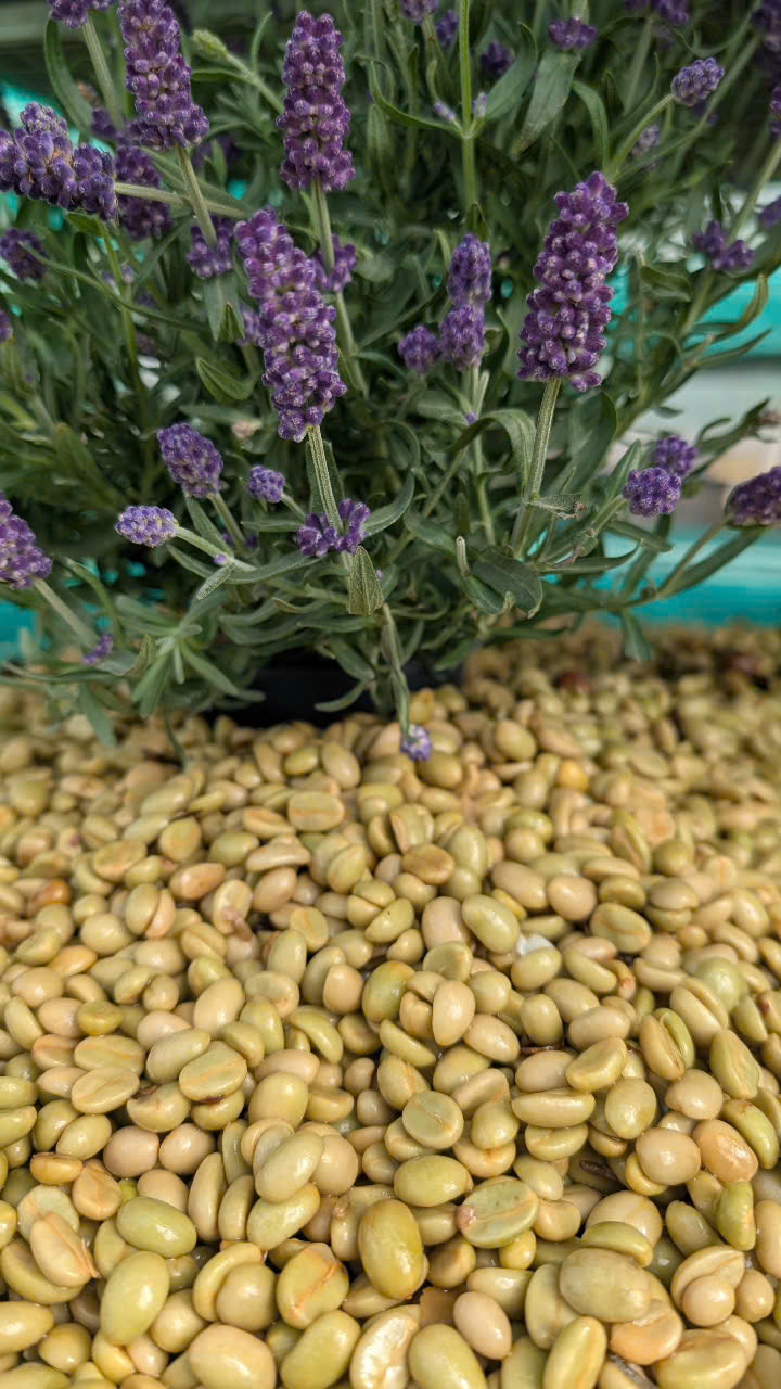 Lavender Co-ferment – Why lavender? Why this way?