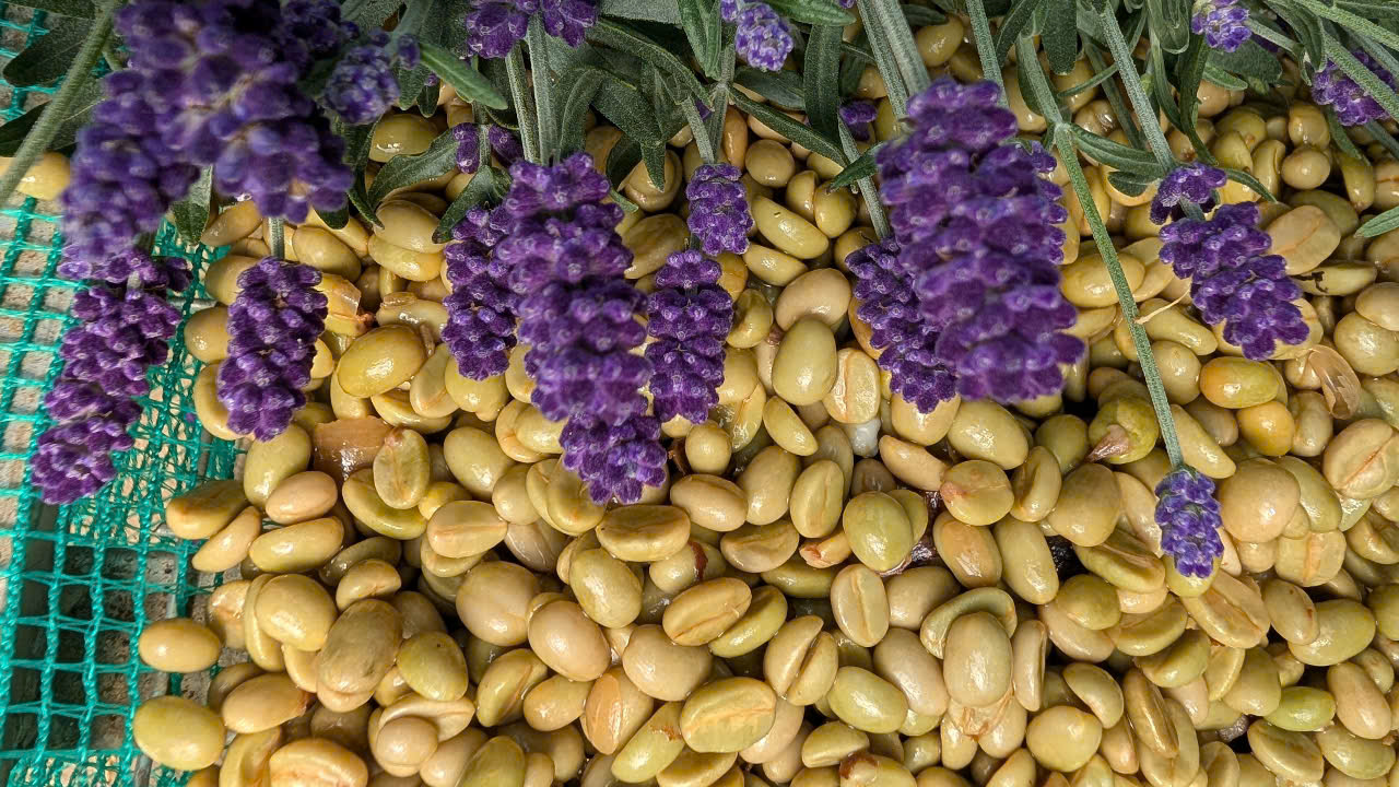 Lavender Co-ferment – Inspired by local biodiversity