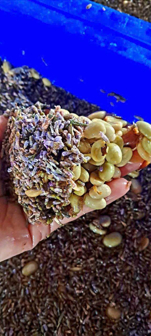 Lavender Co-ferment – A clean cup with a floral twist
