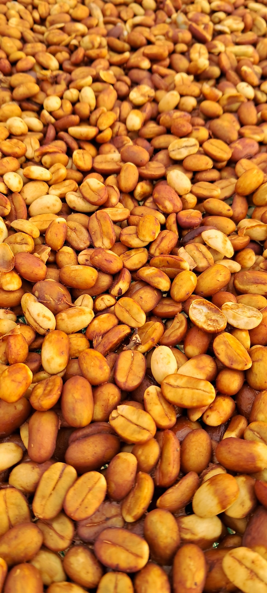 Pink honey – Fermentation