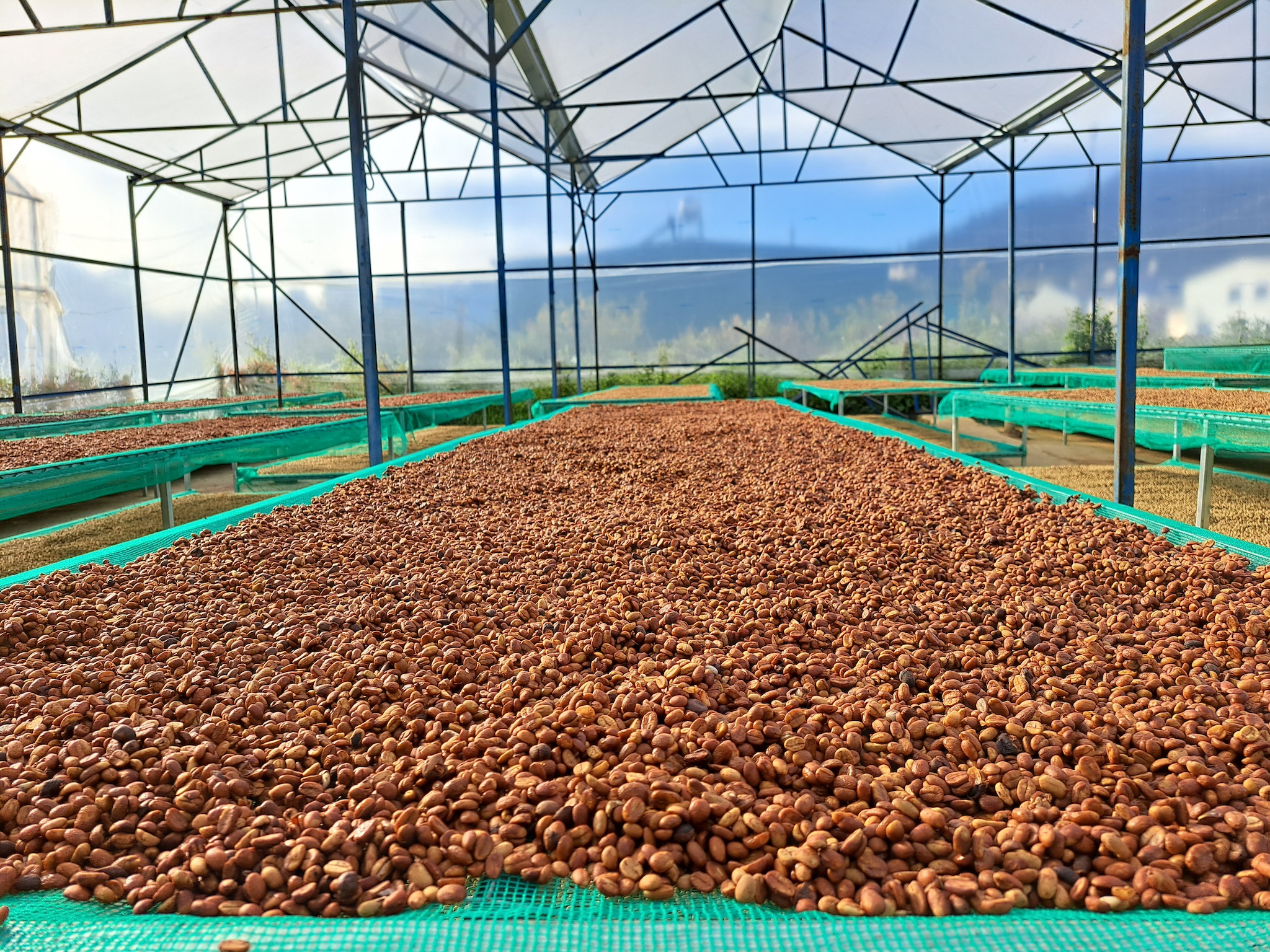 Pink honey – Drying