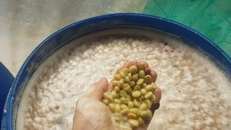 Fermentation