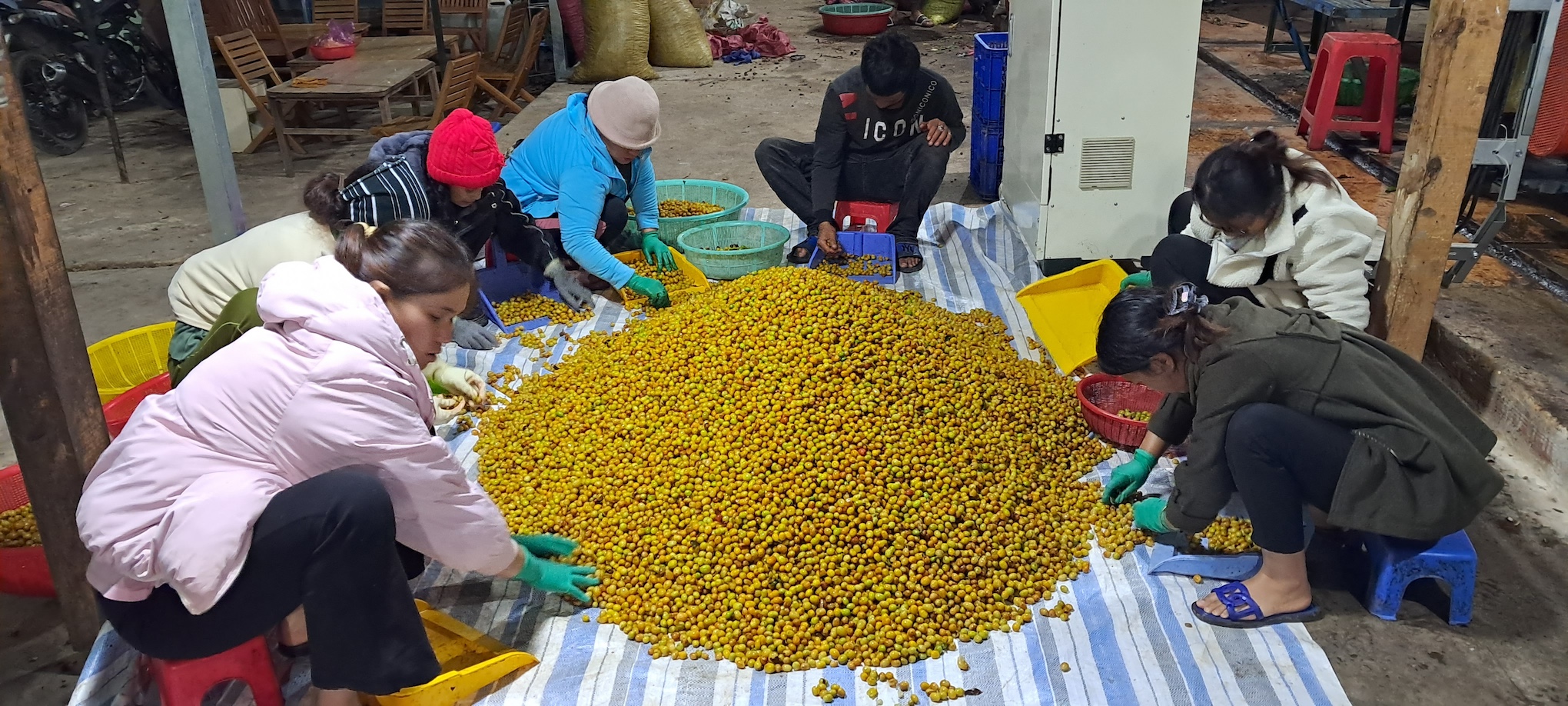 Yellow catuai – Yellow Cherries: what makes this coffee special?