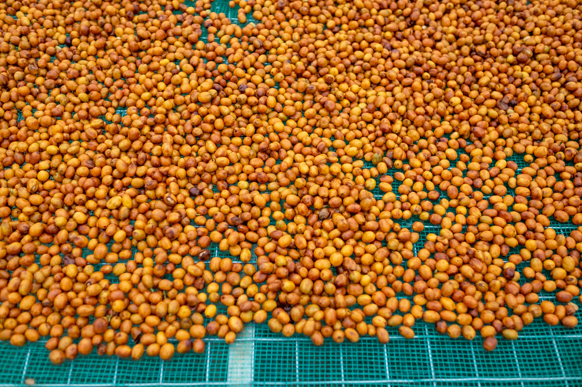 Yellow catuai – Langbiang’s hidden gem