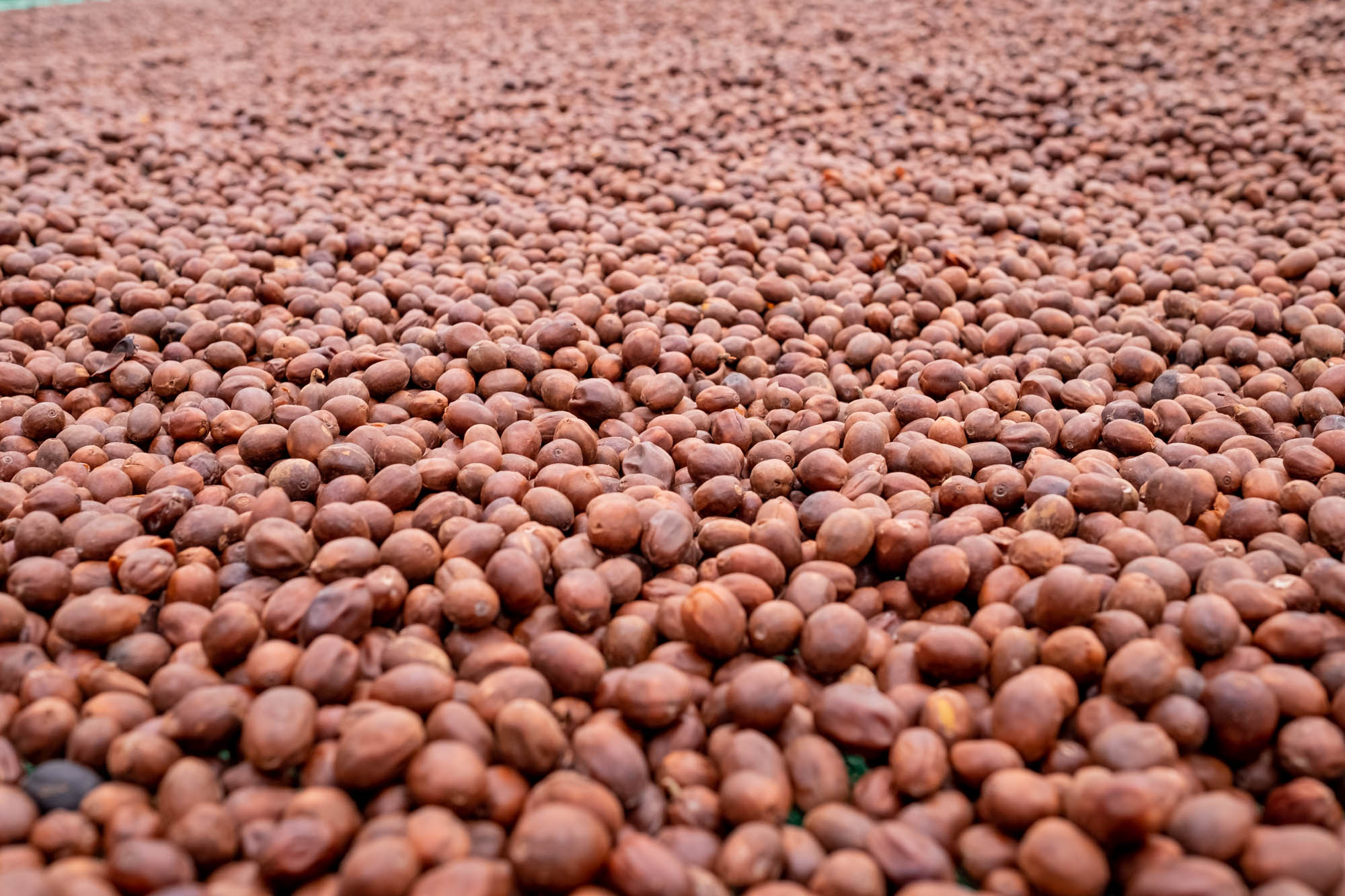 Yellow catuai – The result: a tropical cup
